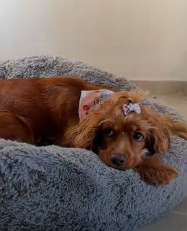 Camas Anti-estrés - Perros y Gatos